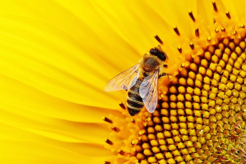 Pszczelarstwo – studia podyplomowe na URK