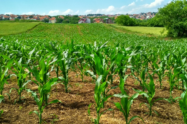 Rolnictwo – studia w Rzeszowie