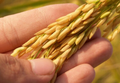 Rolnictwo w Olsztynie