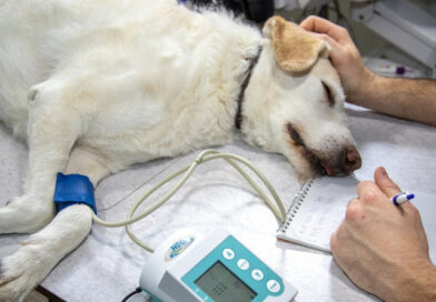 Weterynaria w Krakowie