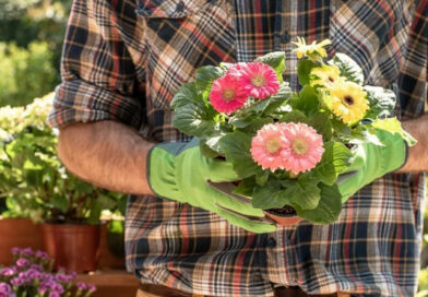 Ogrodnictwo w Krakowie