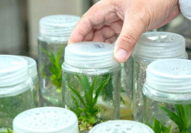 Biotechnologia w Gdańsku