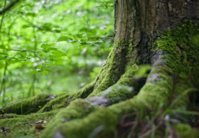 Leśnictwo w Krakowie