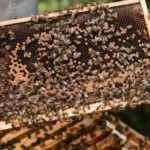 Pszczelarstwo w agroekosystemach – studia w Lublinie