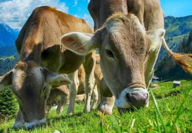 Studia rolnicze w Krakowie