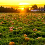 Ogrodnictwo w Warszawie