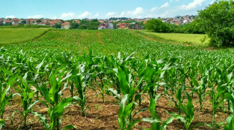 Rolnictwo – studia w Rzeszowie