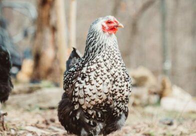 Bioinżynieria zwierząt w Krakowie
