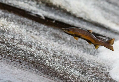 Ichtiologia i akwakultura w Szczecinie