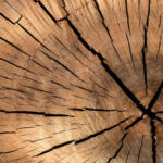 Technologia drewna w Poznaniu