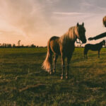 Zootechnika w Krakowie