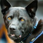 Kryminalistyka w biogospodarce w Lublinie