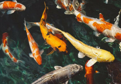 Ichtiologia i akwakultura w Olsztynie Ichtiologia i akwakultura w Olsztynie