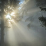 Leśnictwo – poznaj kierunek studiów!