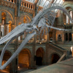 Turystyka historyczna i muzealnictwo – poznaj kierunek studiów!