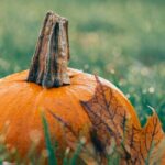 Ogrodnictwo – poznaj kierunek studiów!