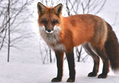 Behawiorystyka zwierząt w Lublinie