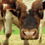 Etologia i psychologia zwierząt – studia w Krakowie