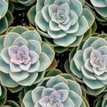 Genetyka i biologia eksperymentalna – poznaj kierunek studiów!