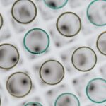 Kierunki studiów – Wydział Biochemii, Biofizyki i Biotechnologii UJ 2026