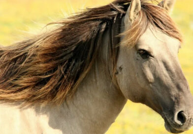 Weterynaria w Lublinie