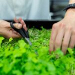 Zielarstwo i fitoprodukty w Lublinie