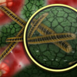 Analityka weterynaryjna w Lublinie