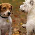 Weterynaria w Poznaniu