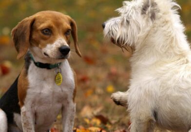 Weterynaria w Poznaniu