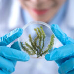 Akademia Śląska – biologia – bezpłatny kurs maturalny